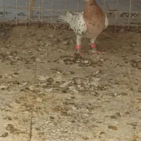 یک جفت هفت رنگ آث