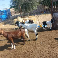 ۷عددبز وبزغاله