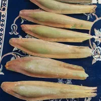 بو نر ، تاره نر ، (دول)