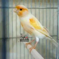 قناری نرو ماده آماده جفت سالم