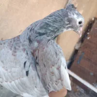 کفتر هفترنگ دم سفید.یهودی.سینه سیاه.کلاغ دم سفید|پرنده|سبزوار, جوادیه شرقی|دیوار