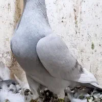 شیشه ای ماده و الماسی ماده