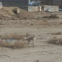 این بچه تو سلمان فارسی کوچه دوم یکم عید گم شده|حیوانات|ماهدشت, |دیوار