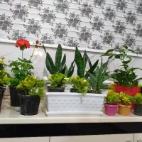 گلهای زیبا و سرحال آپارتمانی