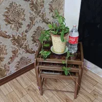 گل هویا|گل و گیاه طبیعی|همدان, |دیوار