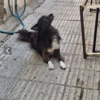 سگ پاکوتاه روباهی