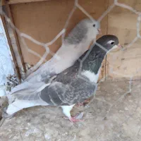 چن جفت کبوتر|پرنده|تهران, مسعودیه|دیوار