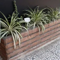 باکس چوب نراد باغچه ای (جفت)