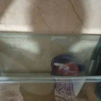 آکواریوم ماهی|ماهی|قرچک, مهدیه|دیوار