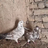 کبوتر تهرانی|پرنده|کوهدشت, |دیوار