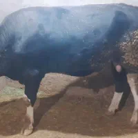 گاو سیمینتال