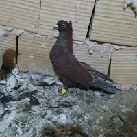 کفتر جفتگاه سار سوسکی کله سفید سرخ کاکلی|پرنده|تربت‌حیدریه, رضاشهر|دیوار