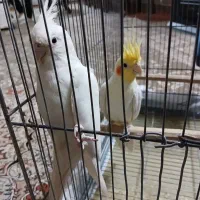 عروس هلندی مولد