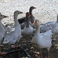 غاز های سالم و خوش خوراک