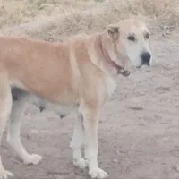 این سگ ماده گمشده