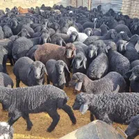 گوسفند مرغوب بازار