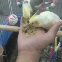 عروس هلندی نرو ماده