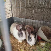 خرگوش دونه ای ۳۰۰۰۰۰۰|موش و خرگوش|شهریار, شهرک بهاران (ویره)|دیوار