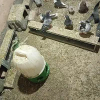 کبوتر|پرنده|عطاملک, |دیوار