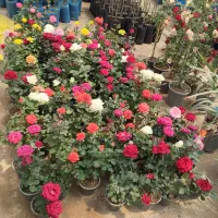 فروش انواع نهال های گلدانی در اهر