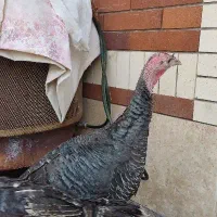 دو عدد بوقلمون و ۳ عدد خروس گلین