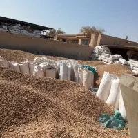 پوست پسته تناز