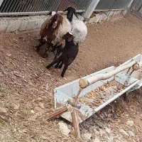 چهارتا میش پنج تا بره|حیوانات مزرعه|فلاورجان, |دیوار