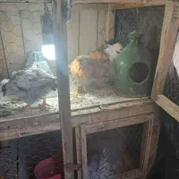 جوجه مرغ|حیوانات مزرعه|قم, ولیعصر|دیوار