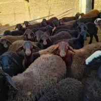 قصاب گوسفند زنده