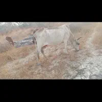 گاو ماده پاکستانی به همراه گوساله ماده بزرگ