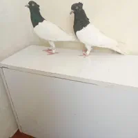 کبوتر کله سرخ وزرد وسیاه وسبز وطوقی کلکسیونی|پرنده|مشهد, آبکوه|دیوار