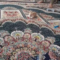 جوجه خرگوش لوپ|موش و خرگوش|قلندر آباد, |دیوار