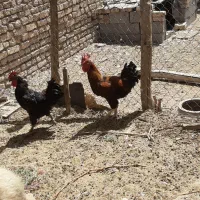 فروش مرغ وخروس گلین وشش عدد اردک اسرایئلی|حیوانات مزرعه|پیر بکران, |دیوار