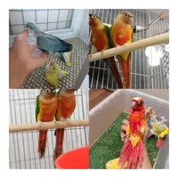 عروس هلندی راهب در تمام رنگ گرینچیک