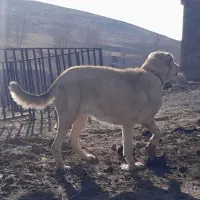 واگذاری سگ ماده سراب