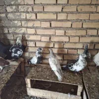 کفتر|پرنده|خرمشهر, |دیوار