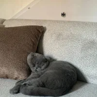 اسکاتیش نر جهت جفت‌گیری|گربه|گنبد کاووس, |دیوار