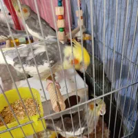 عروس هلندی سخنگو|پرنده|پاوه, |دیوار