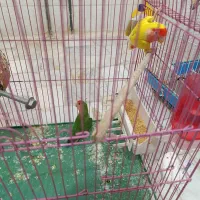 طوطی برزیلی جفت کار داده|پرنده|قزوین, |دیوار