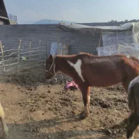 مادیان ابلغ چهارساله