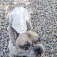 سگ گمشده مژدگانی دارد|حیوانات|هشتگرد, شهرک ولیعصر (مصلی)|دیوار