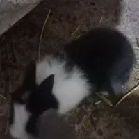 حیوان خانگی|موش و خرگوش|شوش, |دیوار