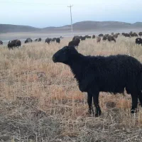 قوچ وبره هترودوقلوزا