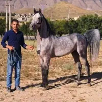 اسب نریان