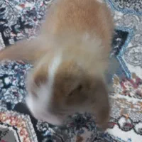 خرگوش لوپی نر