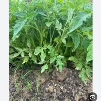 نهال گوجه قرمز