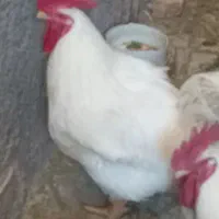 پرنده