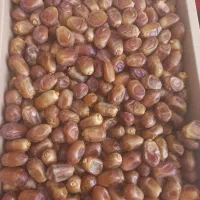 خرمای زاهدی