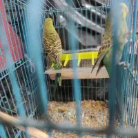 مرغ عشق در کوچنار