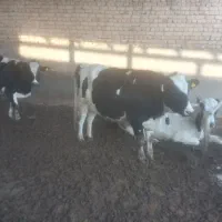 تعدادی گاو شیری جوان|حیوانات مزرعه|قم, قلعه صدری|دیوار